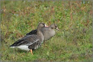 jung und alt... Blässgänse  *Anser albifrons*