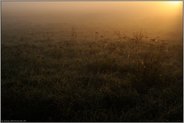 lichtdurchflutet... Wiese im Morgentau *Niederrhein*
