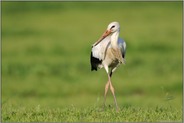 auf dem Durchzug... Weißstorch *Ciconia ciconia*