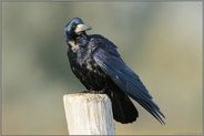 immer auf der Hut... Saatkrähe *Corvus frugilegus*