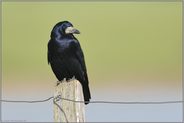 glänzend-schwarz... Saatkrähe *Corvus frugilegus*