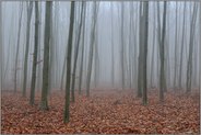 Stangenwald... Rotbuchen *Fagus sylvatica*