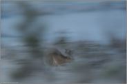 flüchtig... Feldhase *Lepus europaeus*