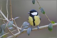 dankbarer Gartenvogel... Kohlmeise *Parus major*