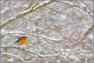 im Hartriegel... Rotkehlchen *Erithacus rubecula*