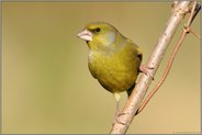 grüngelb... Grünfink *Carduelis chloris*