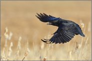 Balzflug... Kolkrabe *Corvus corax*