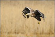 in ruhigem Schlagflug... Seeadler *Haliaeetus albicilla*