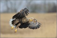 noch einmal... Seeadler *Haliaeetus albicilla*