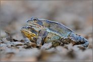 im dunklen Wald... Grasfrösche *Rana temporaria*
