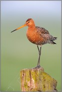 Anmut... Uferschnepfe *Limosa limosa*