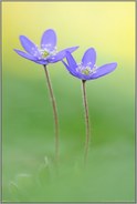 endlich Farbe... Leberblümchen *Anemone hepatica*