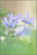 ganz zart... Leberblümchen *Anemone hepatica*