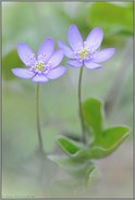 heilbringend... Leberblümchen *Anemone hepatica*