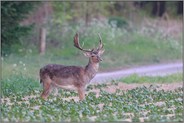 nicht heimisch... Damhirsch *Dama dama*