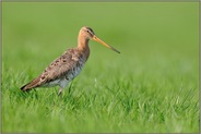 im Gras... Uferschnepfe *Limosa limosa *