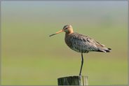 weites Land... Uferschnepfe *Limosa limosa*