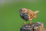 voller Energie... Wiesenpieper *Anthus pratensis*