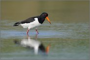 im Flachwasser... Austernfischer *Haematopus ostralegus*