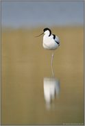 Stille... Säbelschnäbler  *Recurvirostra avosetta*