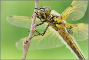 in Ruhestellung... Vierfleck *Libellula quadrimaculata*