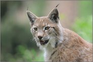 der Blick... Eurasischer Luchs *Lynx lynx*