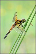 acht Flecken... Vierfleck *Libellula quadrimaculata*