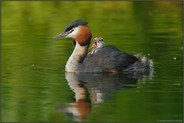 Geplärre...  Haubentaucher *Podiceps cristatus*
