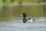 ziemlich sozial... Reiherente *Aythya fuligula*