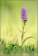 in praller Sonne... Geflecktes Knabenkraut  *Dactylorhiza maculata*