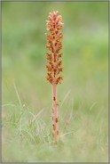 ziemlich farblos... Große Sommerwurz *Orobanche elatior*