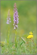 kräftig und schlank... Mücken-Händelwurz *Gymnadenia conopsea*