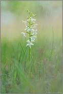 Orchidee des Jahres 2011... Zweiblättrige Waldhyazinthe *Platanthera bifolia*