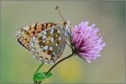 auf vier Beinen... Großer Perlmutterfalter *Argynnis aglaja*