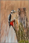 am Stamm...  Buntspecht *Dendrocopos major*
