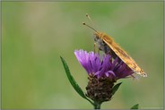 Sonne tanken...  Großer Perlmutterfalter *Argynnis aglaja*