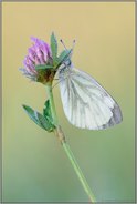 in Ruhestellung... Senfweißling *Leptidea sinapis*