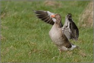 flügelschlagend... Graugans *Anser anser*