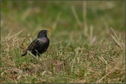 auf Nahrungssuche...  Star *Sturnus vulgaris*
