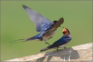 Rauchschwalbenbalz... *Hirundo rustica*