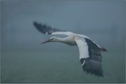 London Heathrow... Weißstorch im dichten Nebel *Ciconia ciconia*