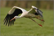 Abflug...  Weißstorch *Ciconia ciconia*