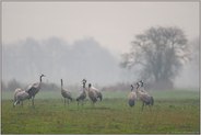 in der Moorniederung... Grauer Kranich *Grus grus*, kleine Gruppe bei verhangenem Wetter