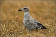 Erntezeit... Mantelmöwe *Larus marinus*