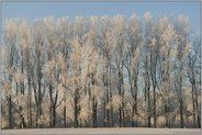 im Winterkleid... Pappeln am Niederrhein *Griether Altrhein*