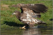 nervös... Seeadler *Haliaeetus albicilla* (2/11)