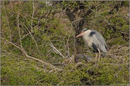 in der Brutkolonie... Graureiher *Ardea cinerea*