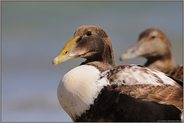 Jungvögel... Eiderente *Somateria mollissima*
