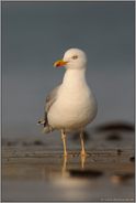 bei Ebbe... Mittelmeermöwe *Larus michahellis*