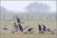 auf Feldern und Wiesen... Blässgänse *Anser albifrons*